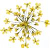 QUARKZMAN 24 Pezzi Fiori Pressati Essiccati 2-2.5 Cm/0.8-1 Fiori Reali Essiccati E Pressati Alla Pizzo Per Nail Art Resina Gioielli Candele Scrapbooking Decorazione Custodia Telefono
