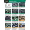 Helen Pellant Chris Pellant A Guide to Common Fossils (Poster)