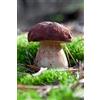 Mycelium - Boletus Pinophilus, fungo da foresta, per coltivare i tuoi funghi