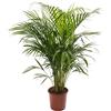 GardenersDream Areca Palme (palma da frutto oro) - L pianta d'appartamento, tropicale, piante da interno, grandi e vere, dimensioni piante da 100 - 120 cm, pianta di palma per stanza, ufficio