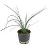 Generico YUCCA RED Hesperaloe Parviflora ROSSA a cespuglio h40cm vaso 16/18 cm FOTO REALE AMDGarden