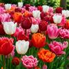 DUTCH BULBS EXCLUSIVE PLANTS FROM HOLLAN Bulbi Fiori Perenni da Esterno - 50 Bulbi Tulipani Super Collezione - Piante e fiori esclusivi dall'Olanda - per giardino, vasi e balcone (senza semi, non artificiali)