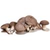 La zappa Balletta per la Produzione Professionale di Funghi Cardoncelli Pleurotus Eryngii Ideale per la Coltivazione del Fungo Cardoncello Pugliese Substrato e Ceppo (10)