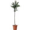 KENTIS - Susino Mirabelle de Nancy - Prunus Domestica - Piante Vere da Esterno - Alberello da Frutto Ornamentale da Giardino - Vaso Ø 24 cm