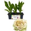 P. Piantine da Orto | Radicchio Castelfranco Tardivo, Kit 9 Piantine, Pianta Pronta per il Trapianto, Pianta Vera da Orto, da Balcone e da Esterno, Vivaio Italiano