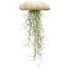 Generic Enorme pianta medusa con grandi ricci di mare e muschio spagnolo.