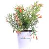 eGarden.store Pianta di Melograno nano o Punica Granatum nanum pianta ornamentale da esterno cespuglio da giardino pianta vera venduta da eGarden.store (Vaso 19 cm)