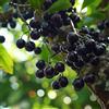 le Georgiche Vivai le Georgiche - Pianta vera di Plinia cauliflora Eugenia cauliflora Myrciaria cauliflora, Jabuticaba, Jaboticaba - altezza alla vendita 15-20 cm