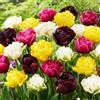 DUTCH BULBS EXCLUSIVE PLANTS FROM HOLLAN Bulbi Fiori Perenni da Esterno - 25 Bulbi Tulipani Double Tulips - Piante e fiori esclusivi dall'Olanda - 5 varietà e colori diversi - per giardino, vasi e balcone (senza semi, non artificiali)