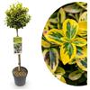 Generico My Green Help - Euonymus fortunei Emerald n Gold alberello, Evonimo sempreverde variegato, 1 pianta vaso 19 cm, altezza 90 cm, per giardino, terrazzo e balcone