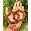 2 Pezzi Bracciale Naturale RUDRAKSHA 5 mukhi Rudraksh Regolabile Unisex, Misu...