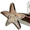 Generico Porta Conchiglie - Vetrina Stella Marina Trasparente, Scatola Collezione Acrilico | Contenitore Decorativo Per Vivaio Auto Tavolo Casa Scuola Ufficio Caffè Libreria Divano Scaffale Libri Set