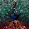 Opeth Sorceress (CD) Album