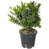 Generico Bosso (Buxus sempervirens) - 3 Piantine in Vaso | Sempreverde, Ideale per Siepi, Topiaria, Prati, Terrazzi e Bordure | Facile da Modellare, Resistente, Perfetta per Giardino e Terreno Mediteraneo