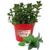 P. Piantine da Orto | Menta Glaciale, Pianta in Vaso Diametro 14 cm, Pianta Pronta per il Trapianto, Pianta Vera da Esterno, Piantina Aromatica per Balcone o Terrazzo, Vivaio Italiano