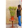 POWERS TO FLOWERS - PAPIRO, CYPERUS PAPIRUS, PAPIRO DA LAGHETTO, VASO 24CM DIAMETRO, ALTEZZA 100CM, piante vere