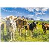MyPuzzle.com MyPuzzle Mucche Davanti A Un Idilliaco Paesaggio Alpino - Premium 500 Pezzi Puzzle - MyPuzzle Collezione speciale di Puzzle Galaxy