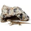 WLSVEGA Nascondiglio Dei Rettili,Grotta Per Acquario,DéCor De Grotte Pour Petits LéZards, Serpent, Tortue, Grenouilles, Amphibiens, Petite Grotte CachéE, Dragon Barbu