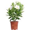 Generico Dipladenia Bianca | Mandevilla Pianta Rampicante Fiorita da Esterno | Fioritura Lunga e Abituale | Ideale per Balconi, Terrazzi, Grigliati | Facile da Coltivare