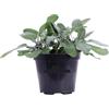 Generico Salvia Officinalis Piantine - 1 Pianta Aromatica Sempreverdi | Facili da Coltivare in Vaso o Giardino | Ideali per Cucina, Infusi, Cosmesi e Bordure Profumate