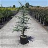 Vivaio di Castelletto Cedro del Libano Cedrus libani pianta innestata in vaso ø22 cm h. 80/100 cm Vivaio di Castelletto