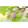 Generico Gelso albero da frutta di 3 anni 140 cm vaso 22 foto reale Vivaio Annese (bianco)