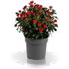 Generico Zepeti Meibenbino Rosa a Cespuglio Rossa - Pianta da Esterno Resistente al Gelo, Rosa Rifiorente per iardino, terrazzo, balcone o vaso