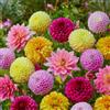 FLORIUM - Pack Grand di tuberi di dalia (10 grandi bulbi). Miscela esclusiva dall'Olanda. Decorazione robusta e perenne per giardino, balcone, aiuole (senza semi, non rustiche)