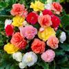 FLORIUM - Begonie, collezione di tuberi doppi (5 bulbi). Miscela esclusiva di piante dall'Olanda. 5 varietà/colori. Piante perenni decorative per giardino e balcone (senza semi, non rustiche)
