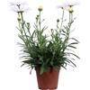eGarden.store - Pianta vera di Margherita Fiore Grande o Margheritone | Altezza: 15 cm - Diametro vaso: 14 cm | Fiori grandi bianhi ornamentale da coltivare all'esterno