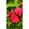 Generico Pianta di Nerium oleander Emile Sahut Fiore Rosso in Vaso da 18cm