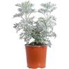 eGarden.store - Pianta vera di Artemisia Arborescens o Assenzio Arbustivo | Altezza: 35 cm - Diametro vaso: 17 cm | Ornamentale, Resistente e profumata dai riflessi argentati da coltivare all'esterno