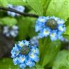 Generic Phyla nodiflora - verbena tappeto semi di giardino esotici resistenti all'inverno semi prato selvatico arbusti 400pcs