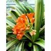 Generic Variegato Arancione Clivia miniata 4 grani