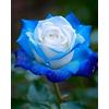 CUIKWA Raccolta di rosa rara - Arbusto di rosa perenne resistente - Riccamente profumata - Adatta per la coltivazione in vaso e in piena terra-1 root-C