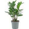 Generico Zamioculcas Zamiifolia - "Pianta di Padre Pio" da Interno - Zamia/Gemma di Zanzibar Resistente e Facile da Curare, Purifica l'Aria - Perfetta per Casa e Ufficio e Regalo Verde