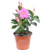 Generico Dipladenia Rosa e Fucsia | Mandevilla Pianta Rampicante Fiorita da Esterno | Fioritura Lunga e Abituale | Ideale per Balconi, Terrazzi, Grigliati | Facile da Coltivare