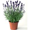 Generico Lavanda (Lavandula angustifolia) 1 Piantina in Vaso | Fioritura Estiva Profumata, Sempreverde, Perenne Aromatica, Facile da Coltivare, Ideale per Giardino e Terrazzi, Vaso, Aromaterapia