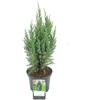 Vivaio di Castelletto Ginepro cinese Juniperus chinensis Stricta pianta in vaso ø18 cm Vivaio di Castelletto