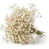 Drwosm 100 Pezzi Gypsophila Essiccata Bianchi, Fiori Secchi Naturali Decorativi per Bomboniere e Resina, Mini Fiori Stabilizzati Veri per Fai da Te, Candele, Nail Art, Matrimonio e Decorazioni Casa