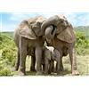 Dino Puzzle 1000 pièces : Famille Elephant