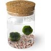 KAKI La Felicità è Nelle Piccole Cose Marimo Coppia originale vaso vetro con tappo sughero Leggenda, artigianale, fondale rosa, diametro 8cm, altezza 11cm, Made in Italy