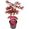 Generico Acero Rosso Giapponese 1 Pianta in Vaso - 1 Alberello di Acer Palmatum| Facile da Coltivare su Terrazzo o Giardino | Follaje Rosso Autunnale per Esterni ed Interni