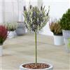 GardenersDream Albero di Lavanda Lavandula Munstead | Alberi ornamentali di lavanda inglese per piccoli giardini | Piante da giardino in vaso | Stelo a lecca-lecca standard