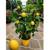 POWERS TO FLOWERS - LIMONE RESISTENTE AL FREDDO, LIMONE MEYER, VASO 14CM DIAMETRO, ALTEZZA 40 CM, OFFERTA 20 PEZZI, pianta vera