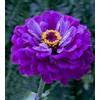SVI Zinnia viola principe Elegans 50 Semi