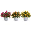 I GIARDINI DI GIULIA - Portulaca Pianta Vera in Vaso, Pianta Grassa Fiorita, Diametro 14 cm, Altezza 25 cm, per Balcone, Terrazzo e Giardino