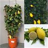 SAVINI VIVAI L'ARTE DI FARE NATURA SAVINI VIVAI Pianta di Limone Albero Agrumi Lunario Limone a Spalliera in Vaso da 28 cm altezza 90-100 cm di 4-5 Anni di Innesto Made Italy