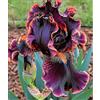 KJERTIZCVB Rizomi di iris tedesco di alta qualità con viticci, rizomi perenni a crescita rapida, adatti per la decorazione di giardini e patii-2 PIECE-E