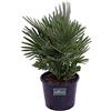 eGarden.store Pianta di Chamaerops Humilis Compacta Pianta di Palma pianta da esterno pianta di Palma da giardino pianta ornamentale di Chamaerops Humilis Compacta pianta vera di Chamaerops venduta da eGarden.store